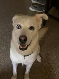 Lost black puppies in Grant County Indiana?