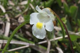 Image result for Lentibulariaceae