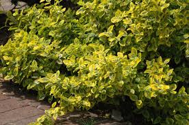 Image result for Euonymus fortunei