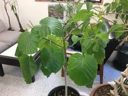 ウンベラータに水をあげました 観葉植物のお手入れサービス