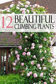 12 Beautiful Climbing Plants Garden Lovin Climbing Plants Climbing Flowers Outdoor Plants