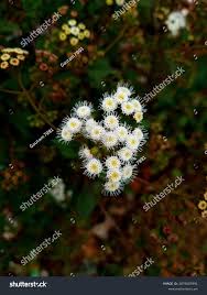 Image result for Panicum adenophorum