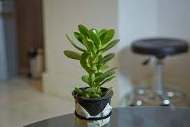 Maybe you would like to learn more about one of these? Jade Plant Crassula Ovata How To Grow And Care For Beginners Florgeous
