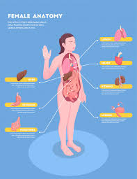 Collection with heart, liver, lungs, kidneys, stomach, female reproductive system, brain, intestines. Female Anatomy Isometric Infographics With Woman Body And Internal Organs 3d Free Vector Nohat Free For Designer