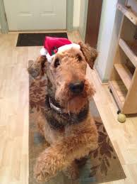 Maybe you would like to learn more about one of these? Blue Barn Airedalesabout Blue Barn Airedales