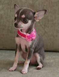 Chihuahua Kopek Chihuahua Funny Chihuahua Cute Chihuahua