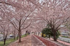 Di Korea Selatan Juga Ada Sakura Ini 6 Lokasi Yang Harus Dikunjungi Kkday Indonesia Blog