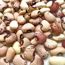 Image result for Phaseolus lunatus