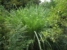 Image result for Saccharum