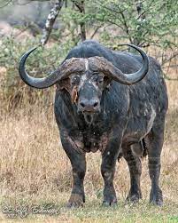 Tanzania - Anitaerdmann Africa Animals African Animals Buffalo Animal