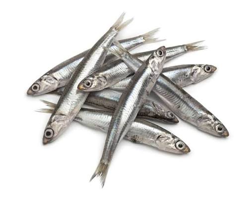 Atlantis of Kilmore Quay | All About Anchovies