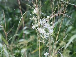 Image result for Chlorophytum macrophyllum