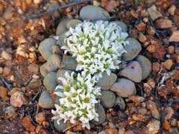 Image result for Crassula globularioides