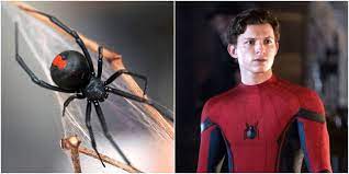 The stereotypical black widow is a shiny, round, black spider with a red hourglass mark on its ventral side (belly). 3 Boys Let A Black Widow Bite Them In Attempt To Turn Into Spider Man