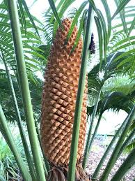 Image result for Cycas thouarsii