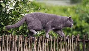 Hard for cats to climb and not electric. How Do I Stop My Cat From Jumping Over The Fence My British Shorthair