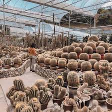 Cactus valley is also an active agricultural and botanical industry in cameron highland. 23 Things To Do In Cameron Highlands For Your Next Chilly Getaway Dahcuti Blog