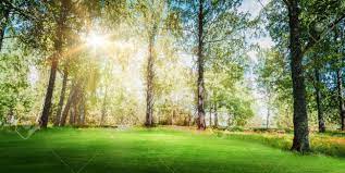 River lines with stones in beautiful forest,nature. Beautiful Forest Background Summer Sunrise Nature Landscape Stock Photo Picture And Royalty Free Image Image 109274931