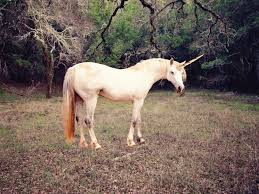 Newborn unicorns (or fingerlings minis) is a first born type of a unicorn. Are Unicorns Real Vermont Public Radio