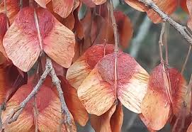 Image result for Hymenocardia