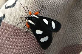 It is found in the eastern part of the united states and in parts of canada and mexico. Alypia Octomaculata Eight Spotted Forester Moth Spotted Butterfly