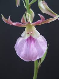 Image result for Eulophia hereroensis