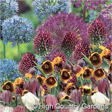 Daffodils, foxgloves, and poppies are common flowers that have a toxicity that deer avoid. 50 Late Spring Bulbs Deer Won T Eat High Country Gardens