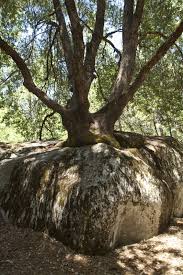 We did not find results for: A Tree Growing In A Rock Clippix Etc Educational Photos For Students And Teachers