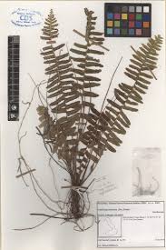 Image result for Nephrolepis biserrata