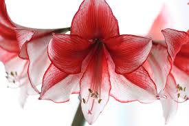 Amaryllis Amaryllis Flowers Amaryllis Long Lasting Flower