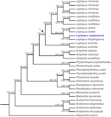 Image result for Heywoodia