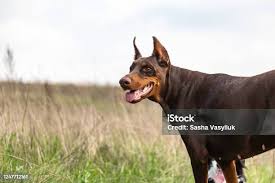 Image result for Dobera