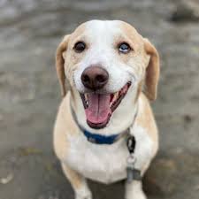 We require contact information to ensure our reviewers are real. Companion Animal Health And Rehabilitation Center 31 Photos 64 Reviews Veterinarians 320 E 2nd Ave Escondido Ca Phone Number Yelp