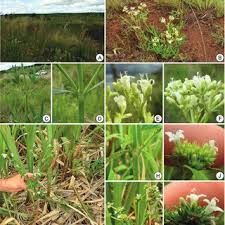 Image result for Polysphaeria harrisii