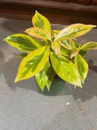 Image result for Pereskia aculeata