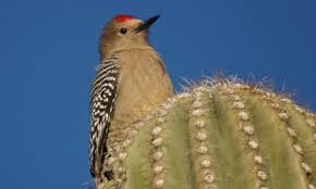 10 Desert Animals With Brilliant Survival Adaptations Listverse