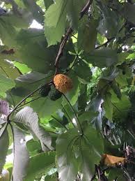 Image result for Myrianthus arboreus