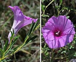 Image result for Ipomoea crassipes