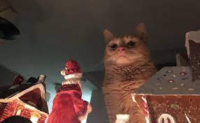 Save and share your meme collection! You Disappointed Me Yet Again Mr Claus Cats Know Your Meme