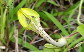 Image result for Ceropegia breviflora