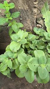 Orégano Orejón una maravilla de las plantas medicinales ,muy bueno para  problemas gástricos y para despejar vías respiratorias ,de aroma suave y  hojas suculentas ,no le gustan los fríos ni los cambios