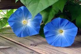 Morning Glory Flower Meaning In Marathi Best Flower Wallpaper