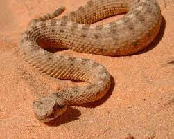 Sidewinder Beautiful Snakes Reptile Snakes Lizard