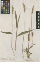 Image result for Anthoxanthum nivale