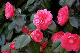 Japanese Camellia Camellia Japonica Rose Of Winter Plants Flowers 99roots Com Camellia Plants All Flowers