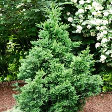 Image result for Cryptomeria