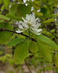 Image result for Amelanchier alnifolia