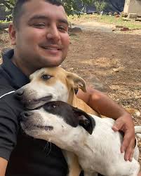 Building a refuge for stray and abandoned dogs