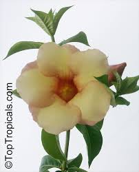 Image result for Allamanda
