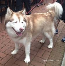husky에 대한 이미지 검색결과